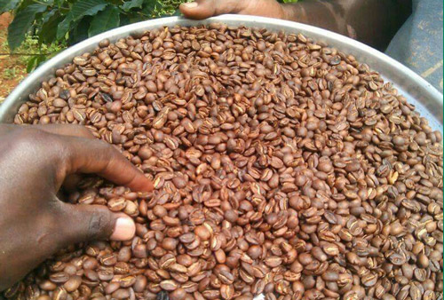 Uganda: Im Land von Kakao und Kaffee